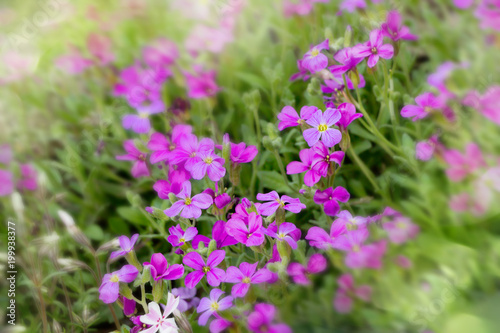 Spring flowers nature background.Pink phlox  flowers in the garden sunlight bokeh background