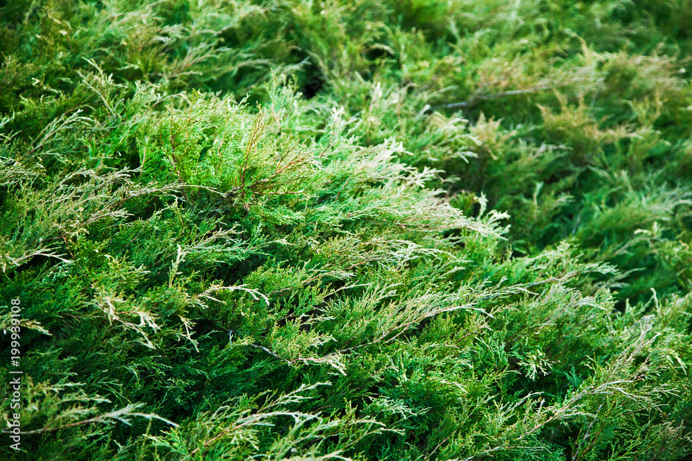Green juniper bush . Background with juniper branches