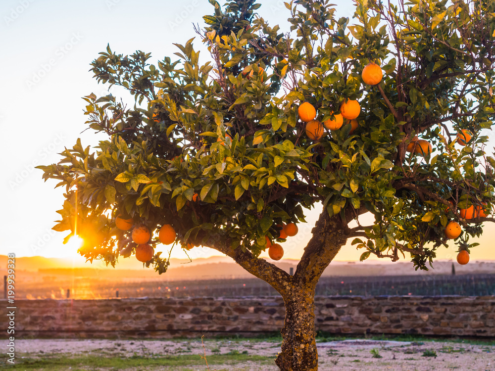 Φωτογραφία Small orange tree growing in Esporao in Alentejo region, Portugal