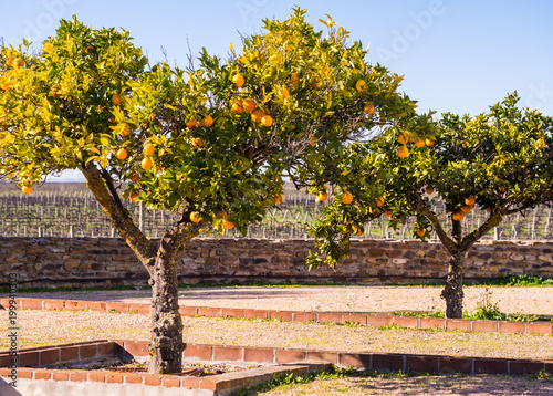 Small orange tree growing in Esporao in Alentejo region, Portugal photo