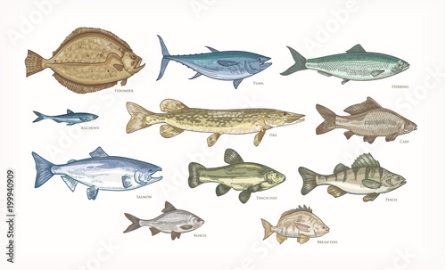 Set of elegant drawings of fish isolated on white background. Bundle of underwater animals or creatures living in sea and ocean. Colorful vector illustration hand drawn in vintage engraving style.
