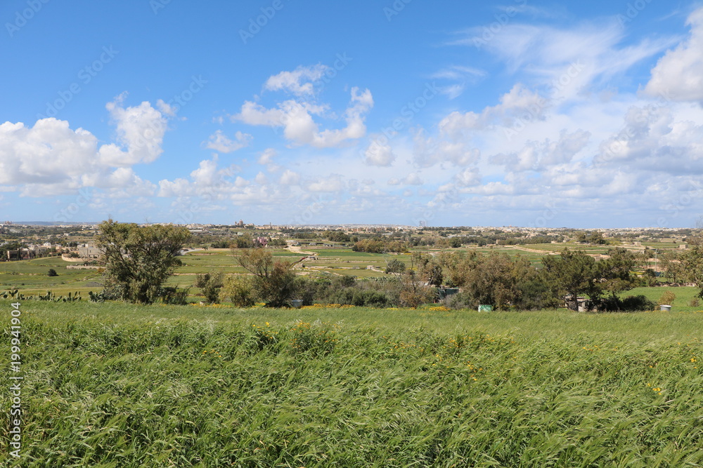 Cornfield in spring on the island of Malta