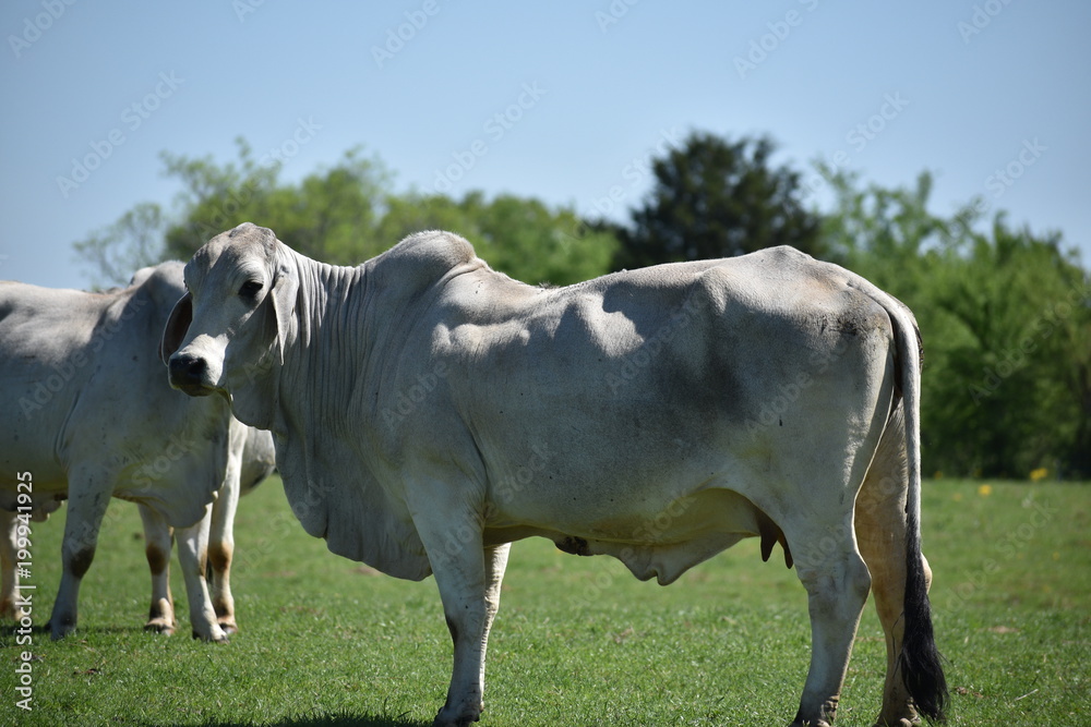 Close up of a big Brahma cow Close up of a big Brahma cow