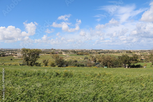Cornfield in spring on the island of Malta