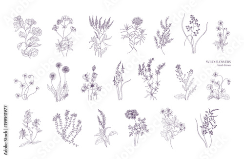 Bundle of detailed botanical drawings of blooming wild flowers. Collection of herbaceous flowering plants hand drawn with contour lines on white background. Elegant monochrome vector illustration.