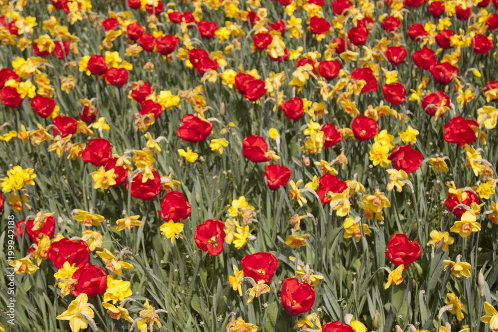 prato di varietà di tulipani parco Sigurtà Valeggio sul Mincio Verona Italia