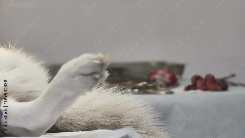 Veterinary surgery at a pet clinic. Veterinary surgery at a pet clinic.