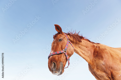 Забавная морда лошади на фоне синего неба, с интересного ракурса