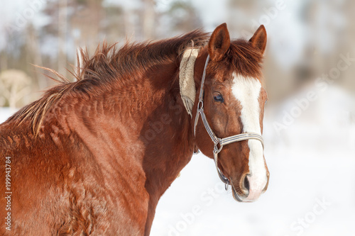 Грациозная лошадь, с красивой блестящей шерстью, крупным планом, на фоне зимней природы 