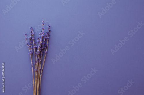 dry natural lavender flowers background