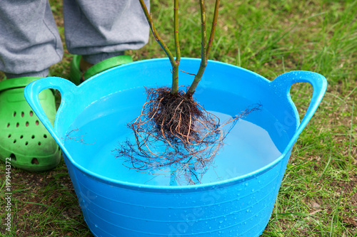 Planting plants step by step / ornamental shrub - root irrigation before planting