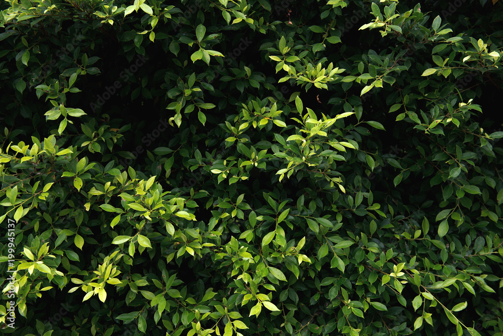 Obraz premium Green Bush. Seamless Tileable Texture.