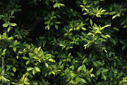 Green Bush. Seamless Tileable Texture.