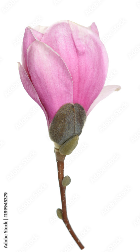 Fototapeta premium magnolia
