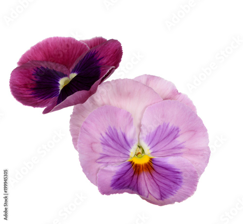  pansy flower