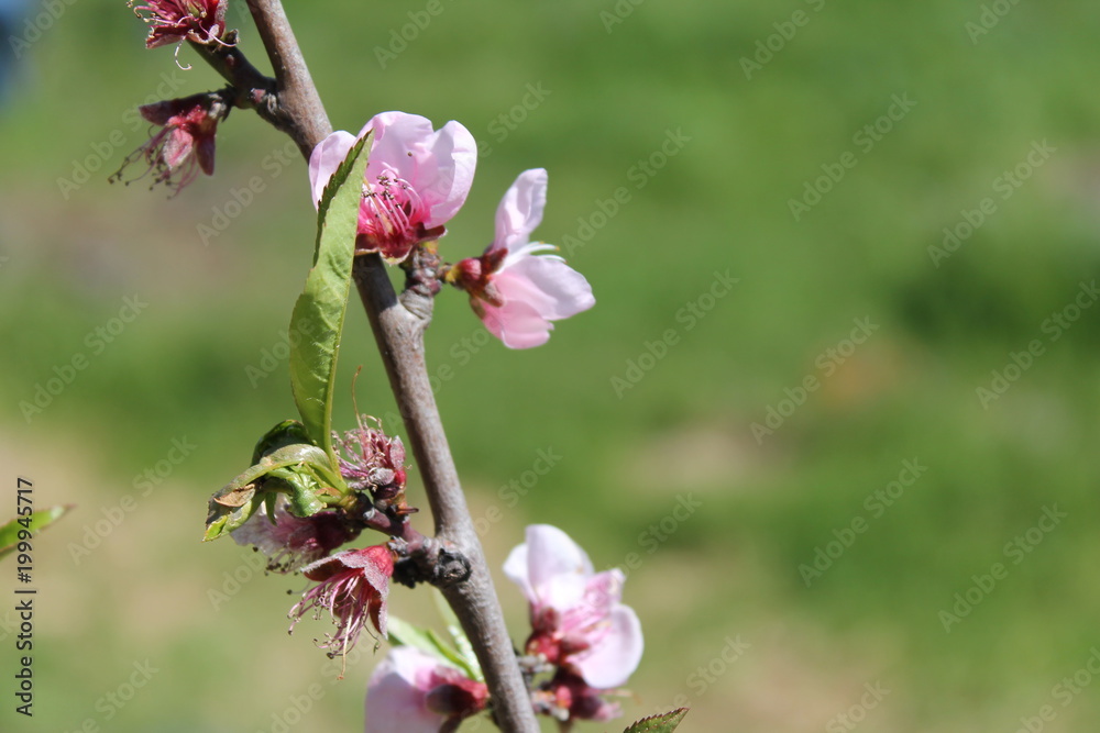 fiori rosa, fiori di pesco fiori rosa, fiori di pesco