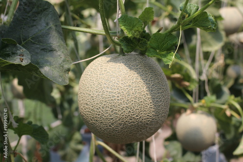 Melon,  stick the trunk,  grows in a farm at Thailand.