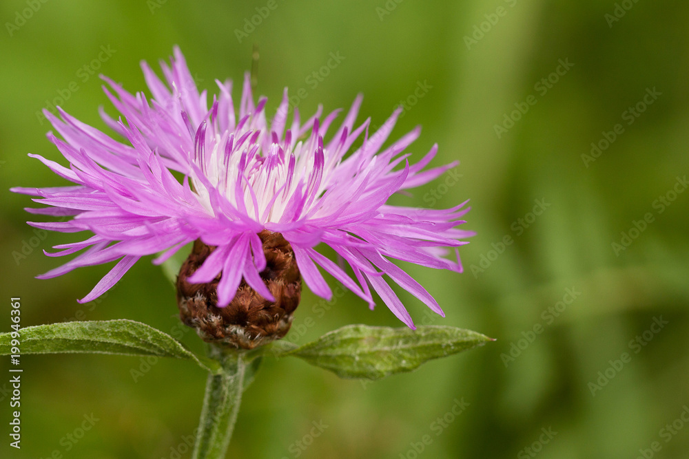 beautiful bright lilac flower of knapweed in a summer field or in a meadow beautiful bright lilac flower of knapweed in a summer field or in a meadow