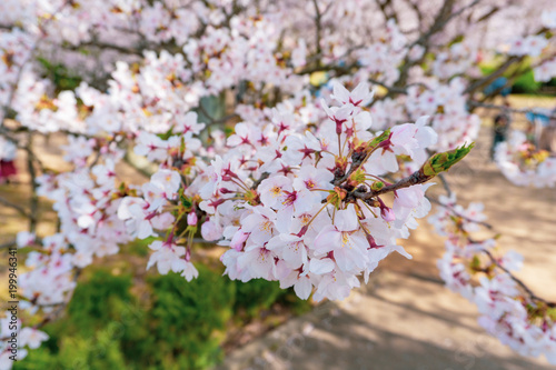 桜