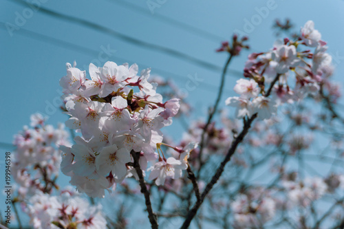 桜