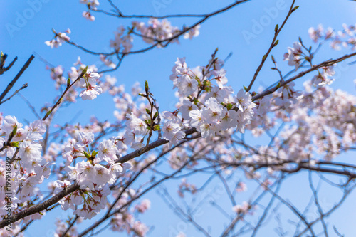 桜