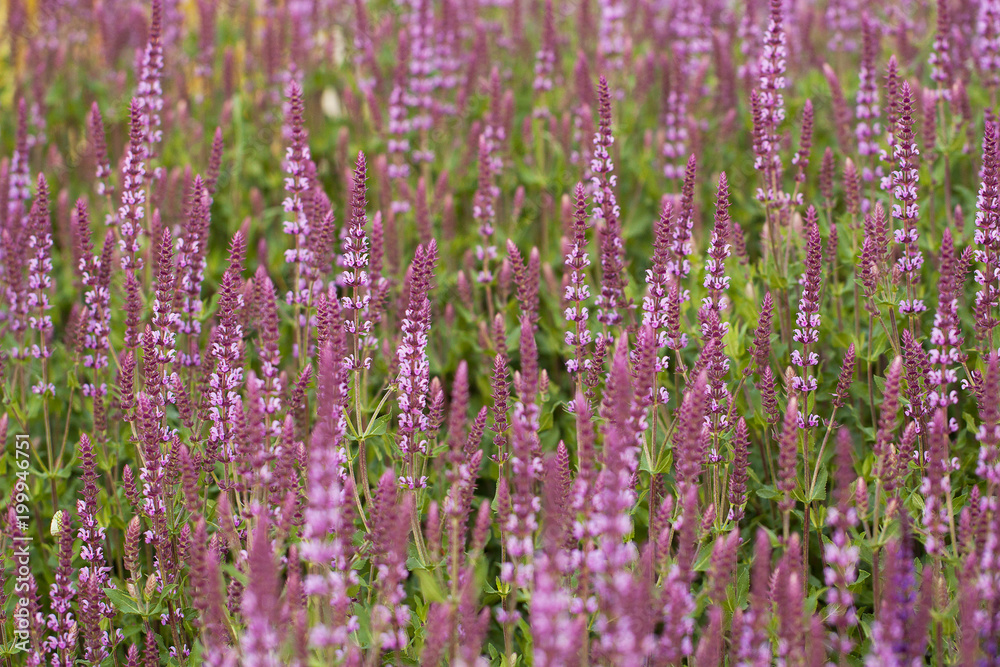 beautiful lilac flowers densely growing in a field or on a meadow beautiful lilac flowers densely growing in a field or on a meadow