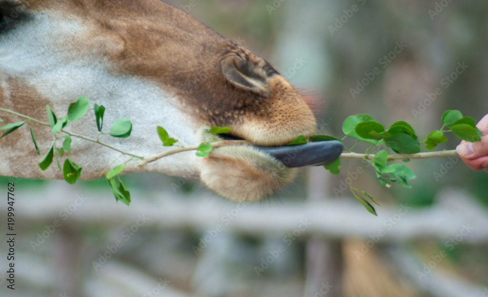 Obraz premium Giraffe is using its black long tongue to rid leaves branch from visitor at zoo