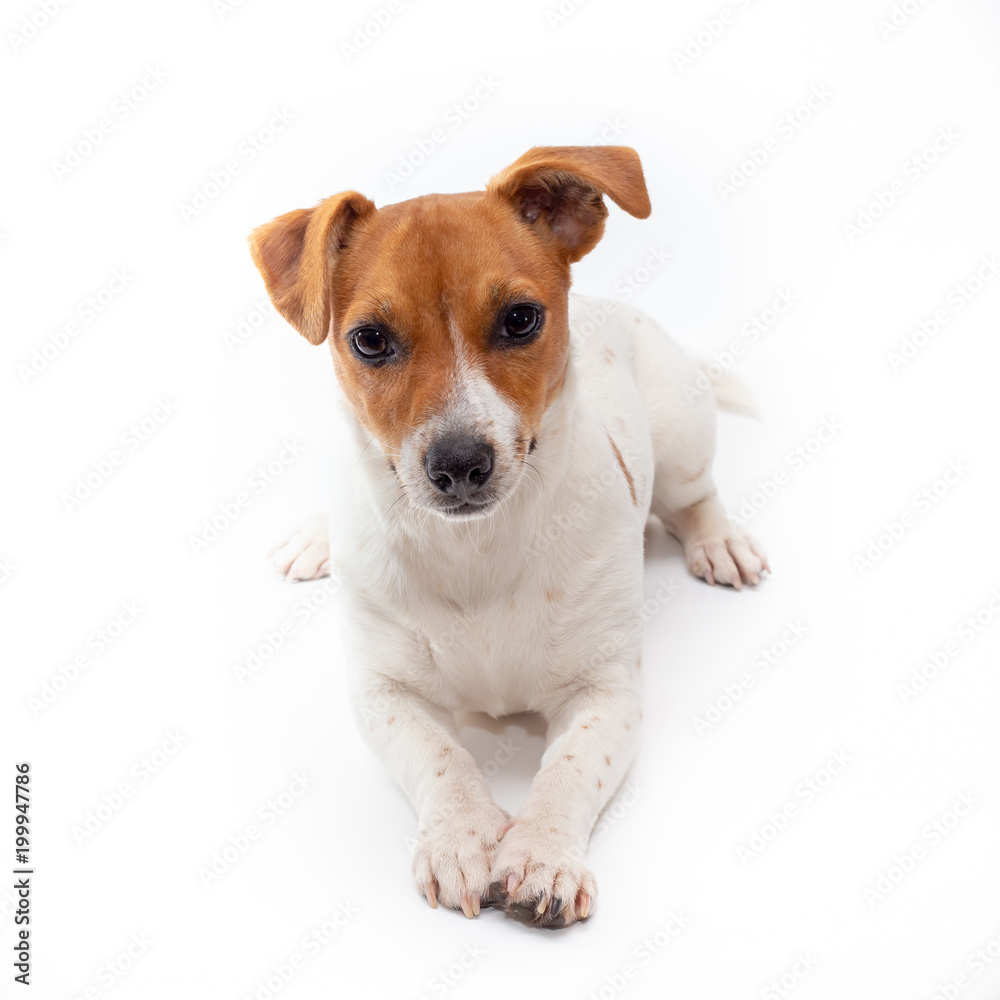 Jack Russell Terrier isolated on white background.