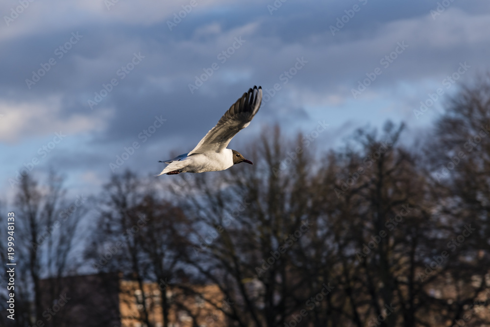 Lachmöwe im Flug, fliegende Lachmöwe mit Wolken und Bäume im Hintergrund Lachmöwe im Flug, fliegende Lachmöwe mit Wolken und Bäume im Hintergrund