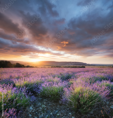 Lavender in the mountain valley during sunset. Beautiful natural landscape in the summer time