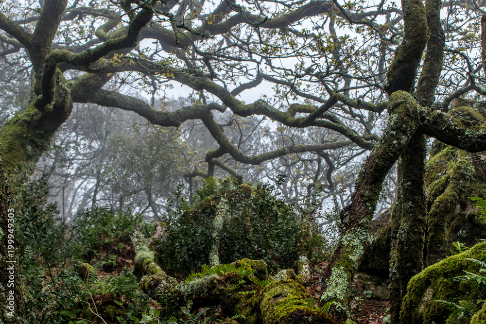 Fototapeta premium Buçaco, Portugal