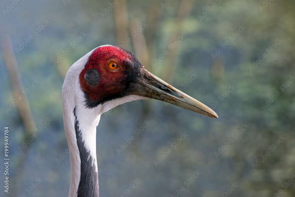 Portrait of a white-naped crane.