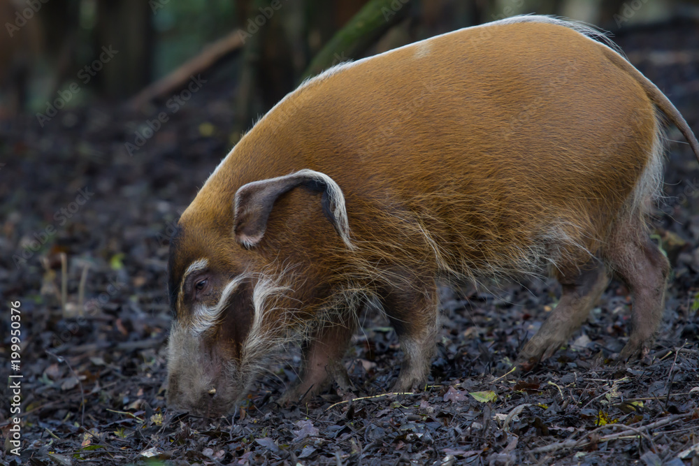 An adult Red river hog feeding in a wood An adult Red river hog feeding in a wood