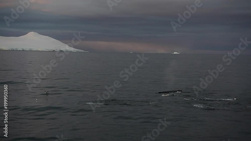 Humpback Whale feeding krill photo