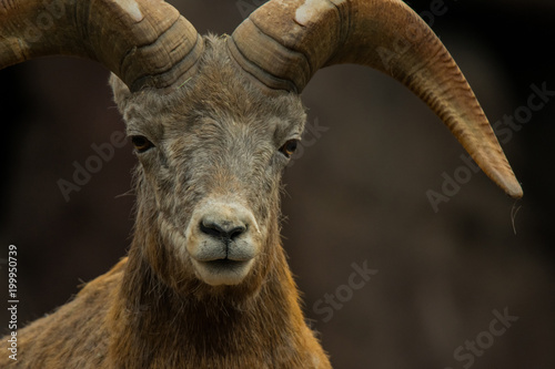 Bighorn sheep