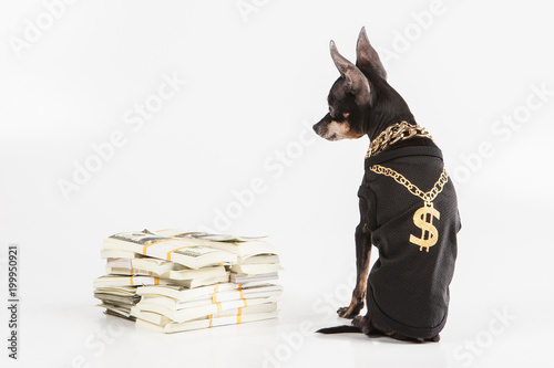 Dog watchman. A dog guards ...