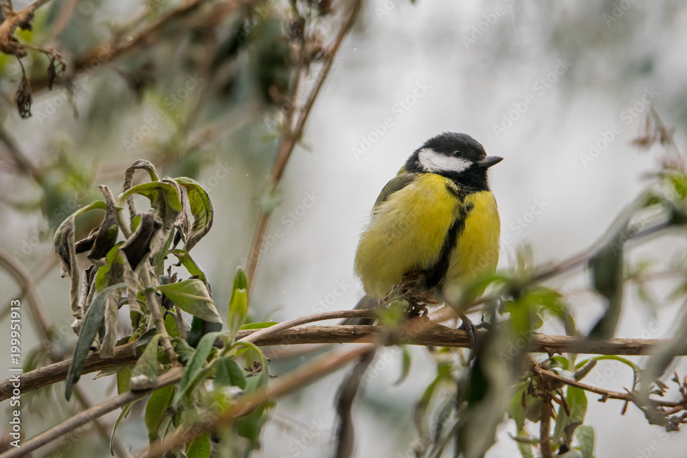 Great tit sitting on a branch