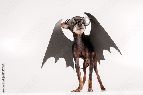 The dog is wearing glasses....