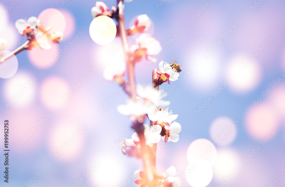 Spring blooming tree nature background
