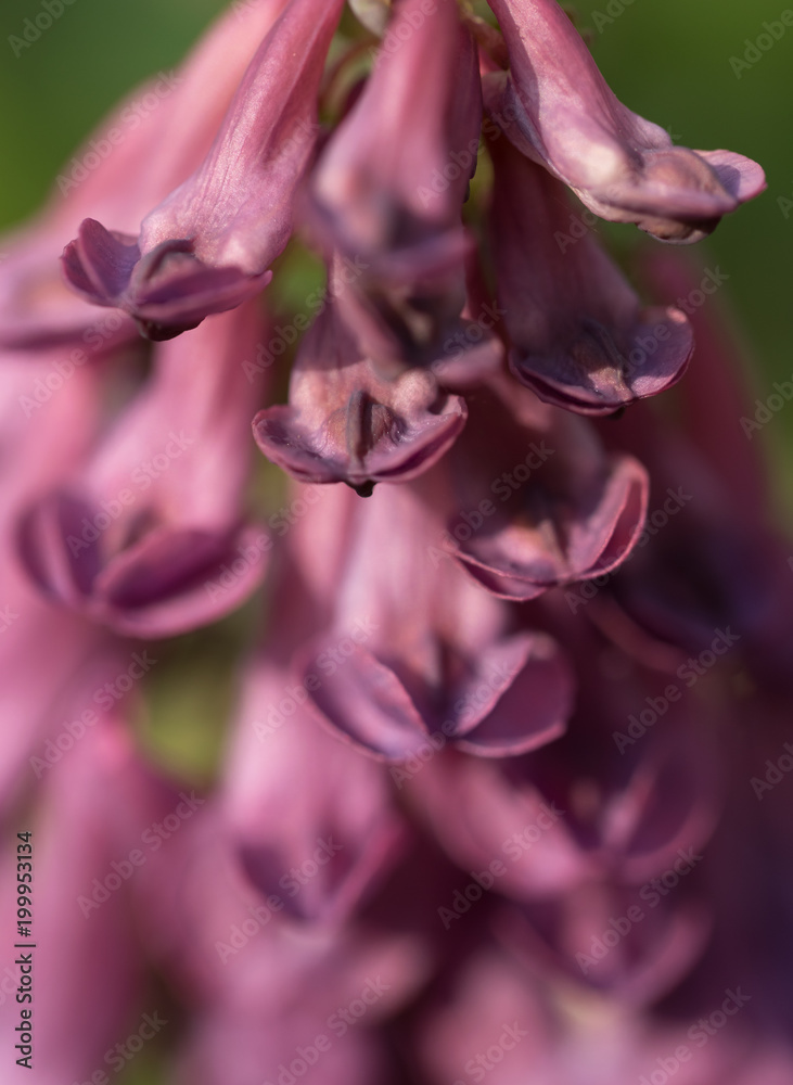 Fototapeta premium Lilac blooming foxtail in a spring colorful garden