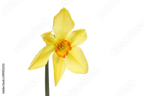 Fototapeta Naklejka Na Ścianę i Meble -  Five petalled daffodil