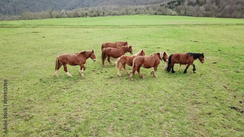 Herd of horses. Troupeau de chevaux Herd of horses. Troupeau de chevaux