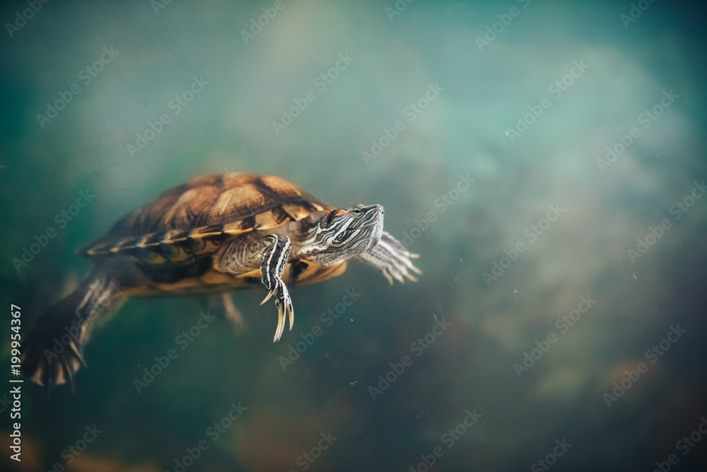 Obraz premium Red Eared Terrapin - Trachemys scripta elegans in the aquarium