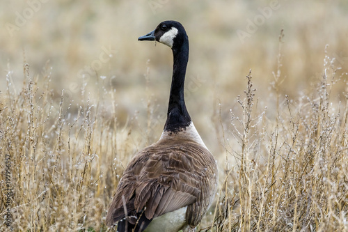 Φωτογραφία Canadian Goose