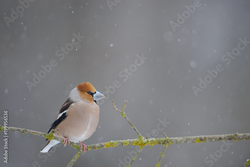 Hawfinch (Coccothraustes coccothraustes) under heavy snowfall. © Montipaiton