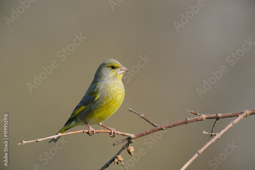 European greenfinch photographed in winter. The colors are highlighted by the sun.