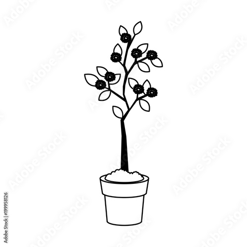 Plant growing on pot on black and white colors vector illustration