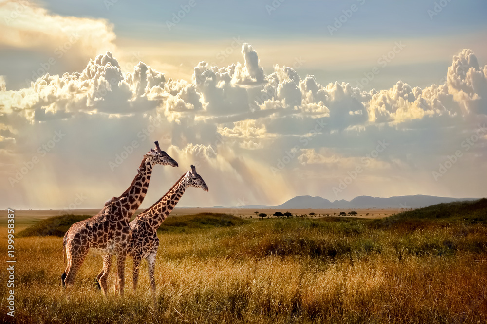 Group of giraffes in the Serengeti National Park. Sunset background. Sky with rays of light in the African savannah. Beautiful african cloudscape. - obrazy, fototapety, plakaty 
