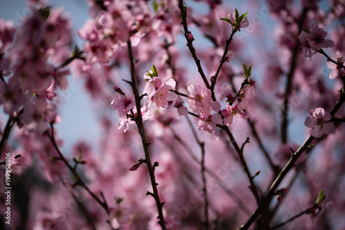 Closeup at almond tree blossoms