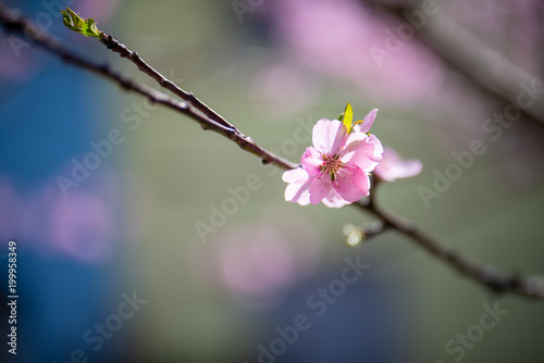 Single almond tree blossoms